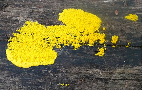 Dog Vomit Slime Mold