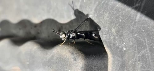 Unknown species found near Bywater, New Orleans, LA, USA