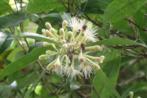 Syzygium championii observed 2025-07-17