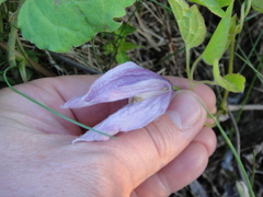 Clematis occidentalis