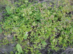 Clematis occidentalis