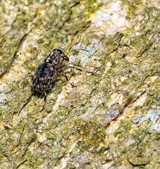 Tropiderini