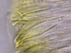 Calycina scolochloae