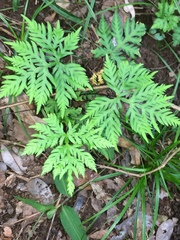 Doryopteris concolor