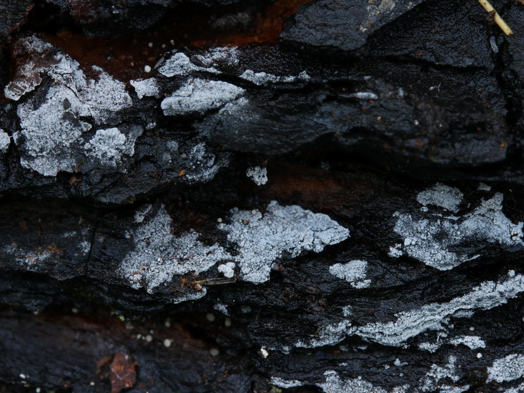 Boidinia