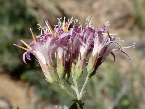 Thurber's Desertpeony (Acourtia thurberi)