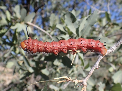 Oslar's Oakworm Moth photo 2