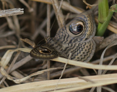Calliodes pretiosissima