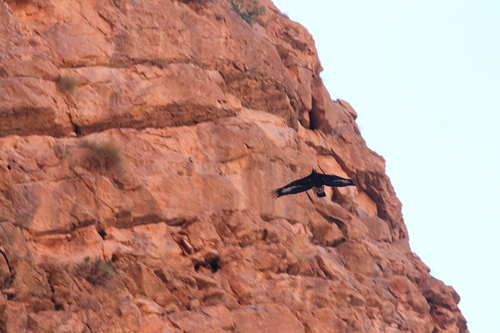 Golden Eagle