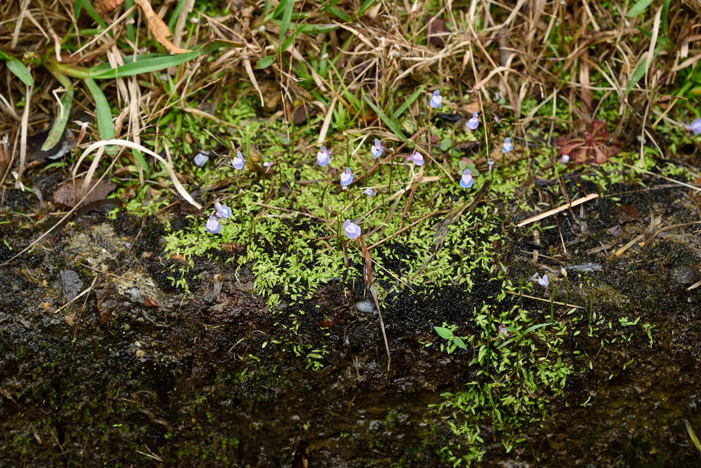 Utricularia graminifolia Vahl