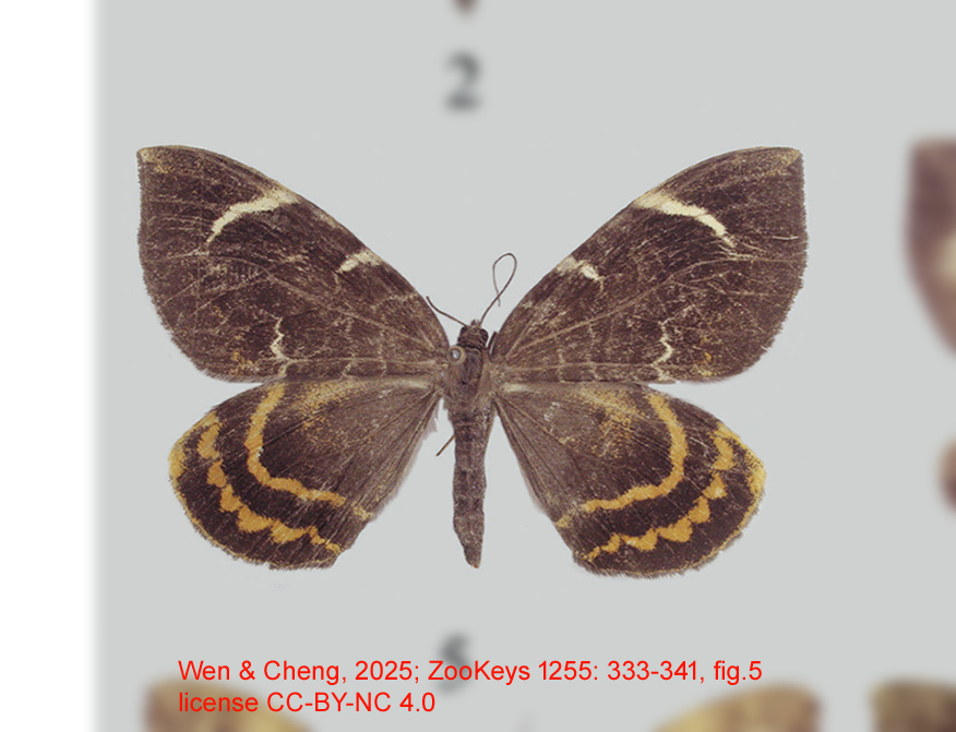 Gandaritis stueningi