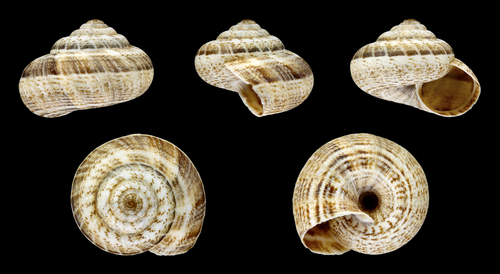 Xeropicta krynickii