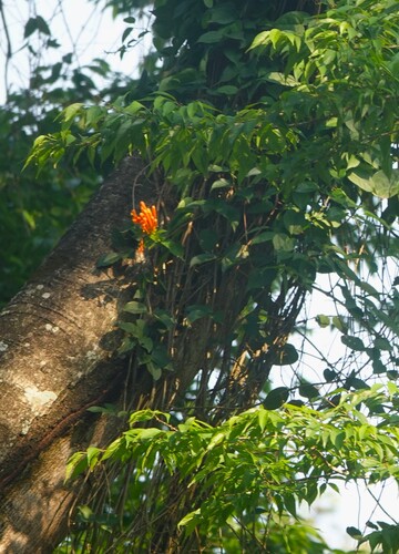 Flame vine