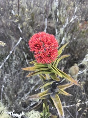 Crassula perfoliata coccinea