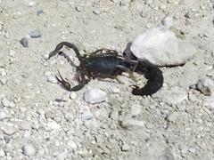 Parabuthus granulatus