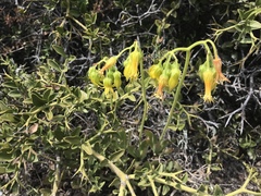 Cotyledon campanulata
