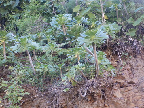 Aeonium undulatum