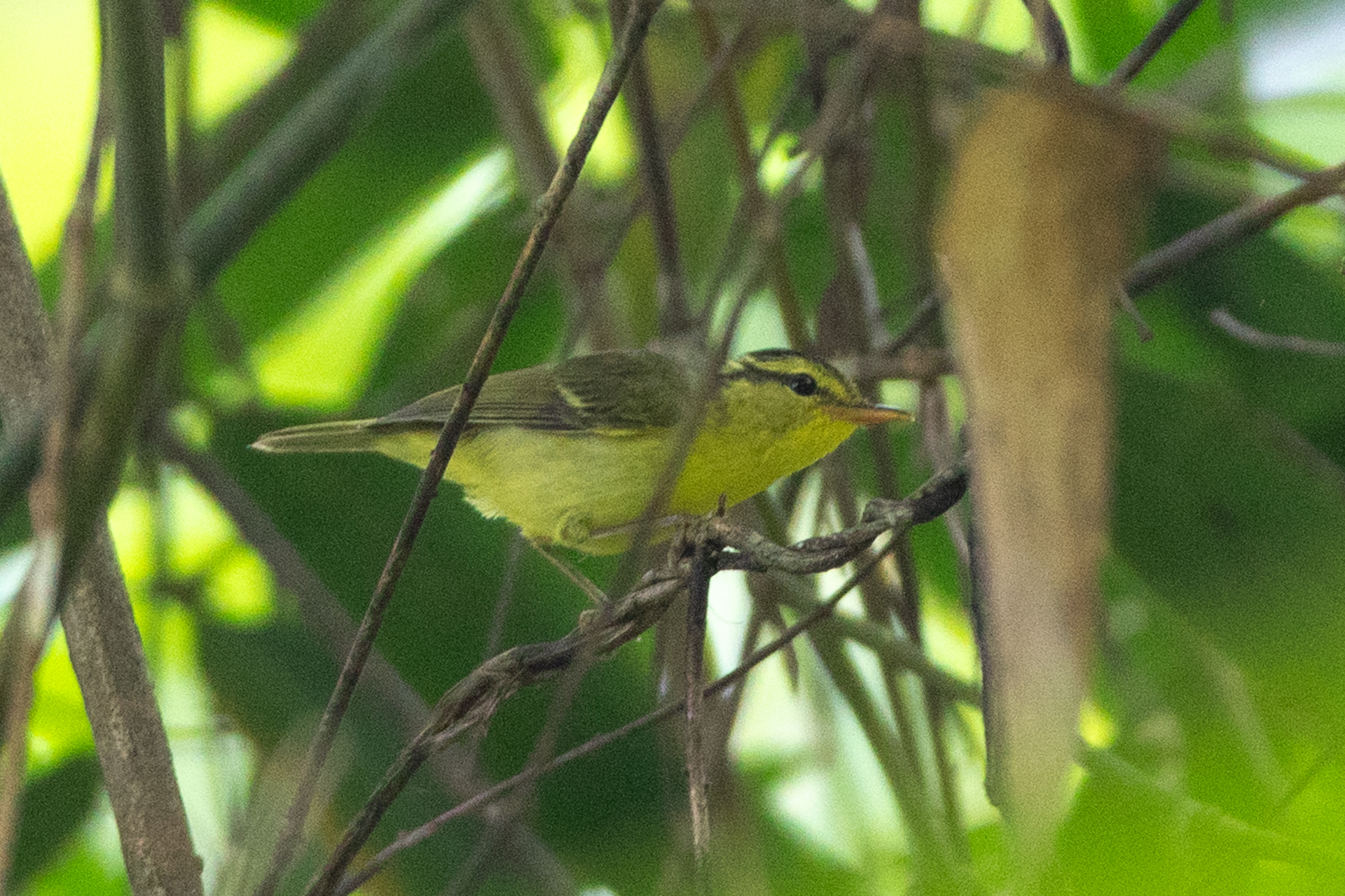 Sulphur-breasted Warbler (Phylloscopus ricketti)