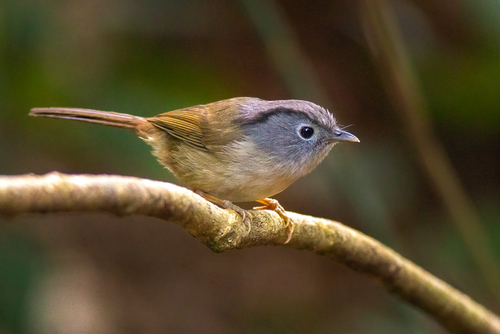 Mountain Fulvetta (Alcippe peracensis), photo 7