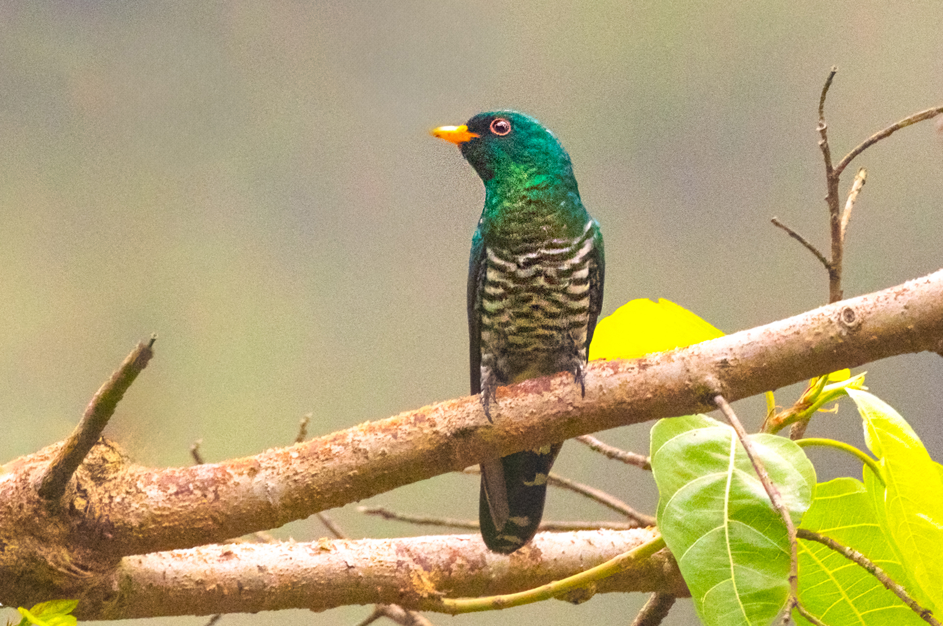 Asian Emerald Cuckoo (Chrysococcyx maculatus)