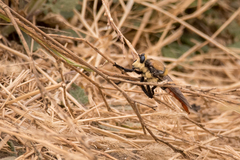 Eccritosia rubriventris