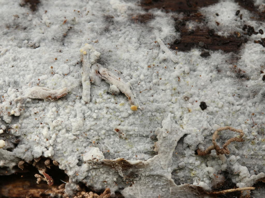 Botryobasidium ellipsosporum