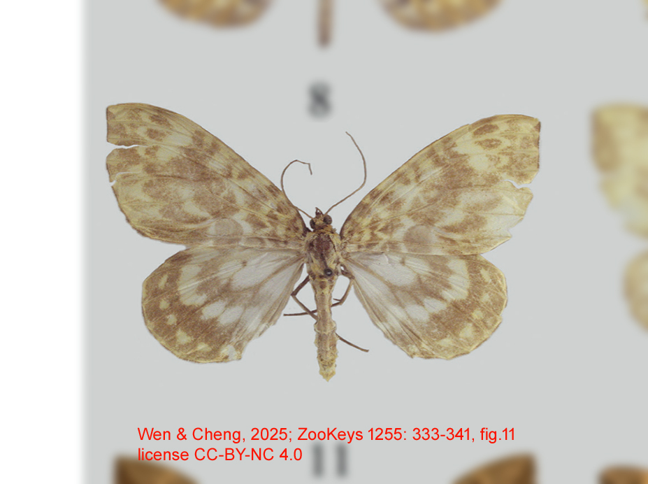 Gandaritis flavescens