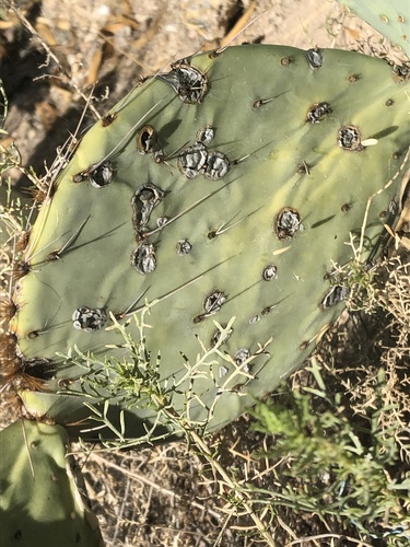 Prickly Pear Leaf Spot