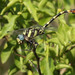 Bold Leaftail - Photo (c) maritzasouthafrica, some rights reserved (CC BY-NC), uploaded by maritzasouthafrica