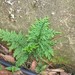 Selaginella pulcherrima - Photo (c) jreyes95, μερικά δικαιώματα διατηρούνται (CC BY-NC), uploaded by jreyes95