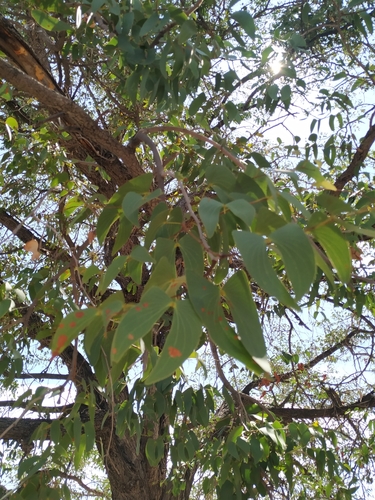 Mopane