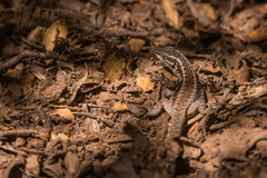 Liolaemus septentrionalis