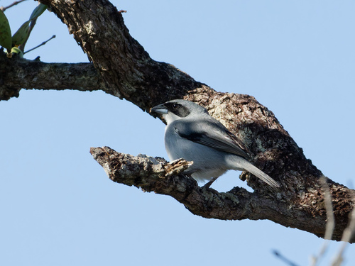 Shrike-like Tanager (Neothraupis fasciata), photo 8
