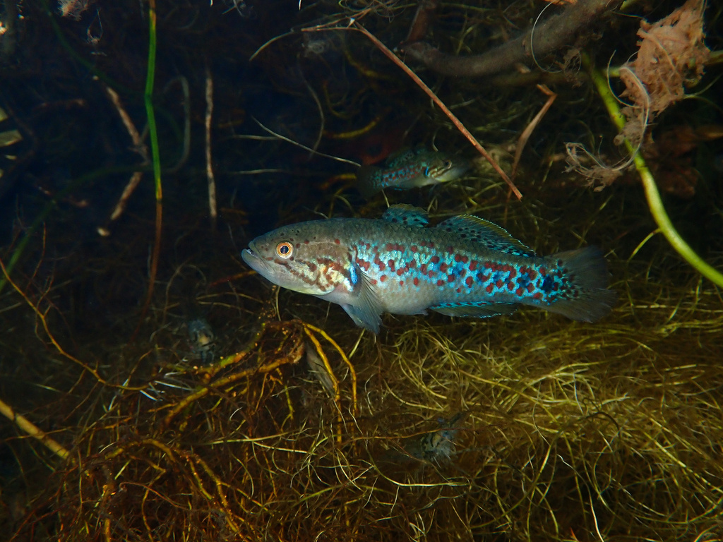 Purple-spotted gudgeon (Mogurnda adspersa) — Eleotridae