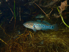 Southern Purple Spotted Gudgeon photo 3