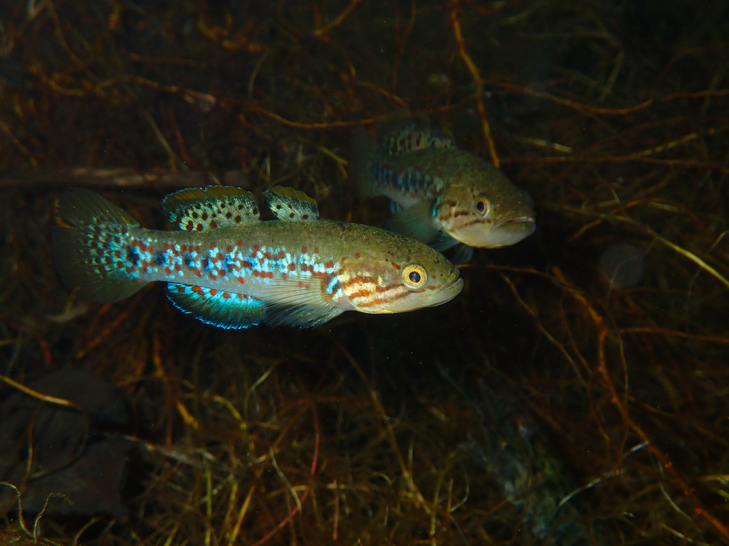 Southern Purple Spotted Gudgeon