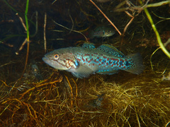 Southern Purple Spotted Gudgeon photo 2