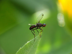 Sepsis fulgens