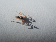 Trachelopachys
