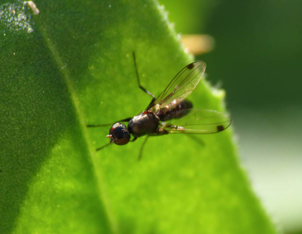Sepsis fulgens