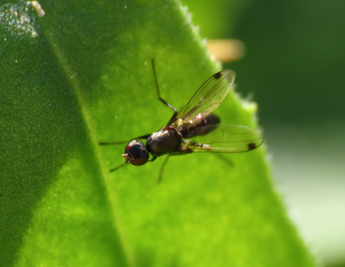 Petite mouche à bouse