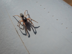 Trachelopachys