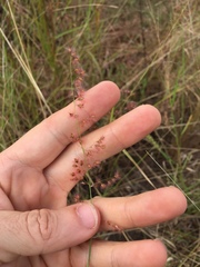 Melinis repens image