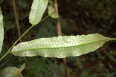 Phanerophlebia