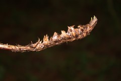 Phanerophlebia