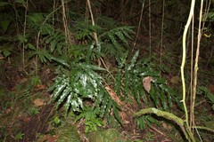 Phanerophlebia