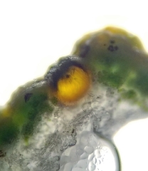 Cercidospora caudata