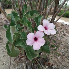 Adenium boehmianum
