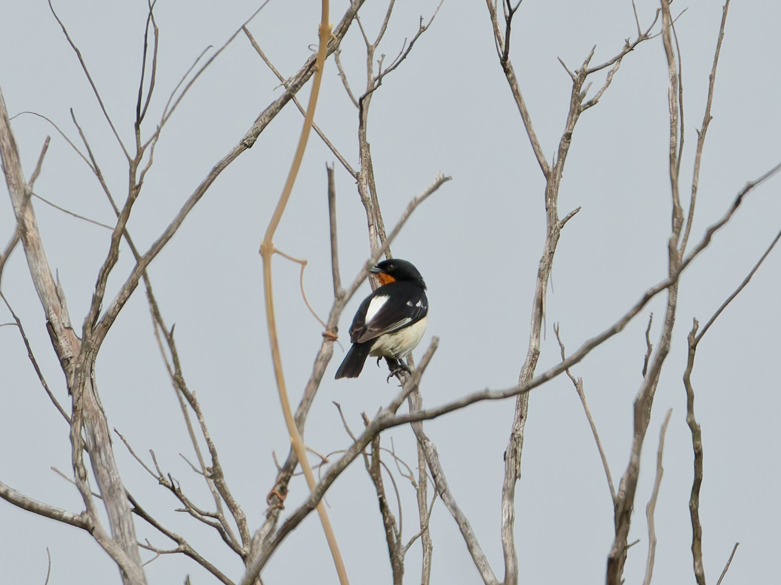 White-rumped Tanager (Cypsnagra hirundinacea), photo 6