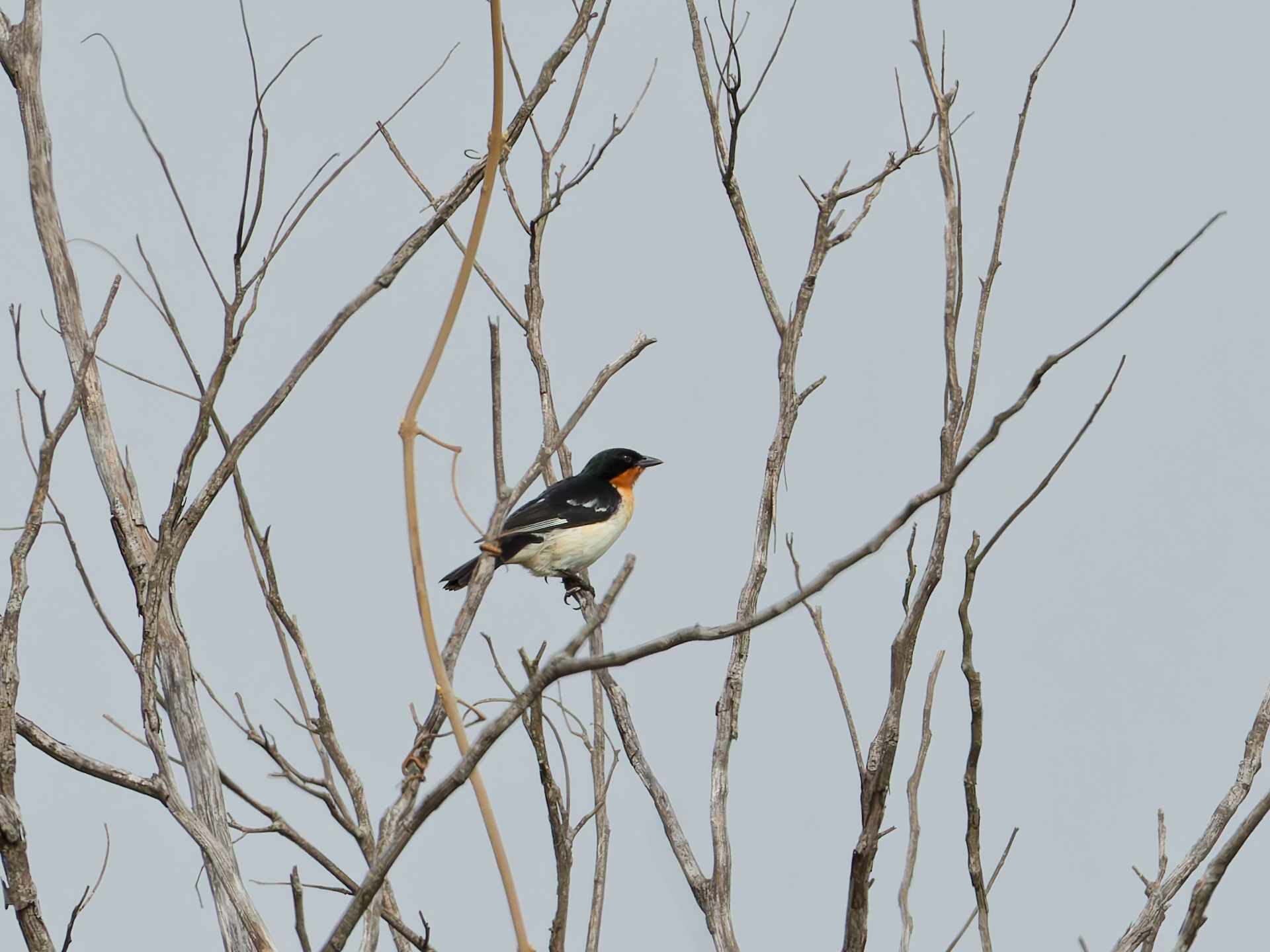 White-rumped Tanager (Cypsnagra hirundinacea), photo 5